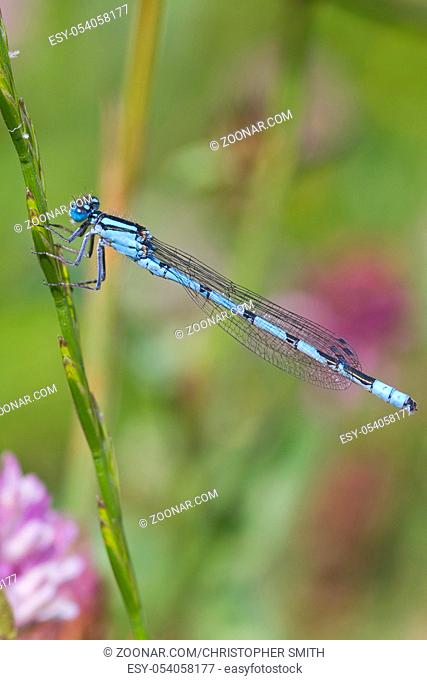 Blue Damselfly resting on a grass stem closeup