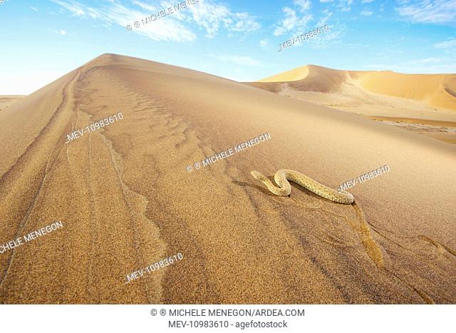Peringuey's Adder sidewinding on a desert dune Namib Desert, Namibia, Africa (Bitis peringueyi)