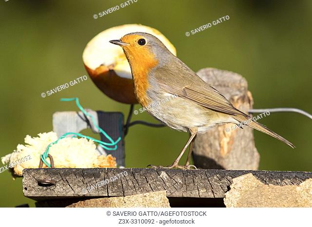 European Robin (Erithacus rubecula), side view of an adult standing on a bird feeder, Campania, Italy