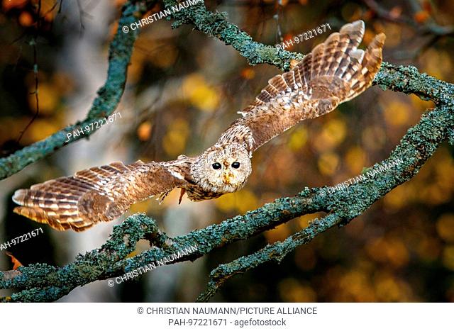 A Tawny Owl, bown Owl (Strix aluco) flies in autumn looking for prey. | usage worldwide