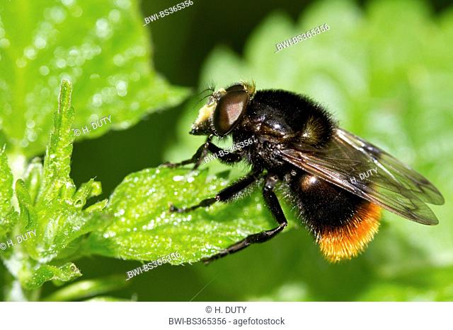 Bumblebee mimic hoverfly (Volucella bombylans), rests on a leaf, Germany