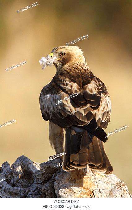 Booted Eagle (Hieraaetus pennatus) in Ávila (Spain)