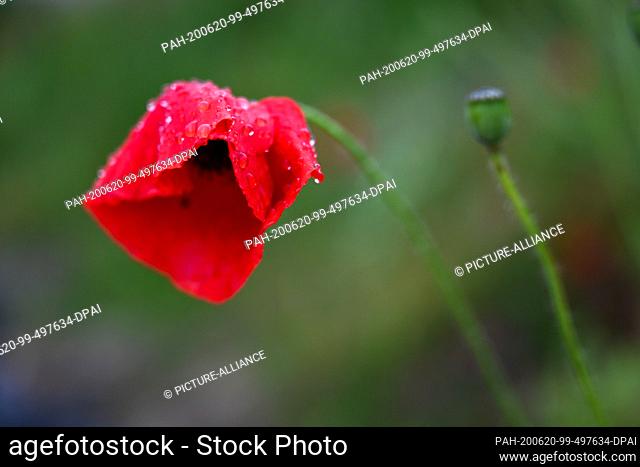 20 June 2020, Baden-Wuerttemberg, Tettnang: Raindrops fall on poppies at the roadside. It has been raining in the Bodenseekreis since the early morning hours
