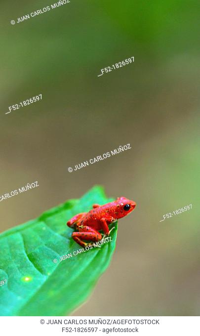Red frog, Oophaga pumilio, Bastimentos Island, Bocas del Toro Archipelago, Bocas del Toro Province, Panama, Central America, America