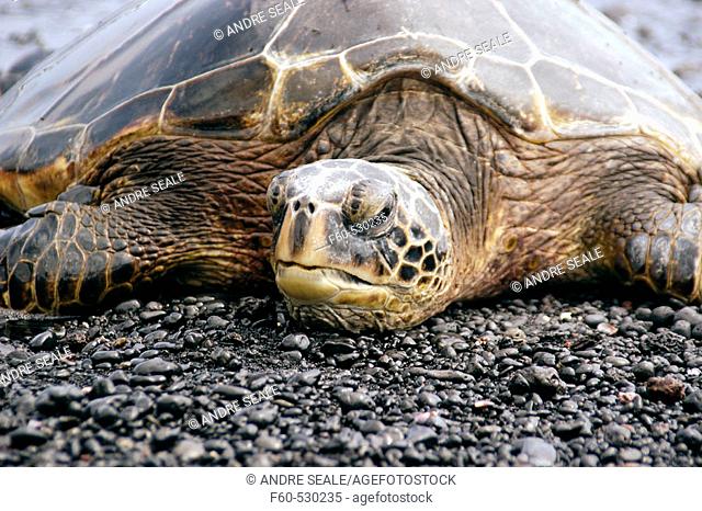 Green sea turtle, Chelonia mydas, resting on shore, Black Sand Beach, Big Island, Hawaii, USA