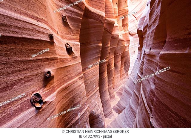 Zebra Slot Canyon, Hole in the Rock Road, Grand Staircase-Escalante National Monument, Utah, USA