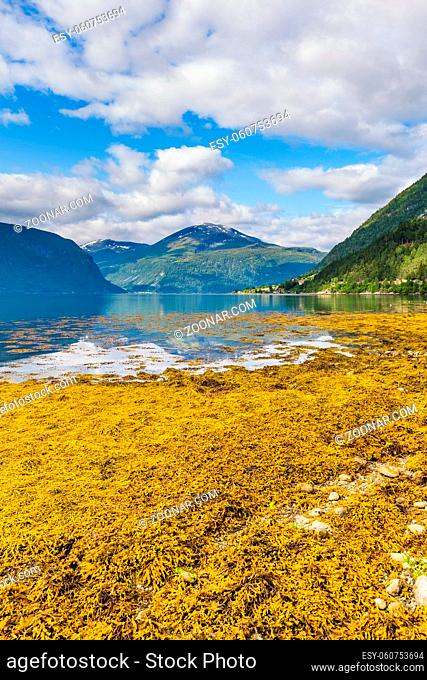 Panoramic view from Sylte or Valldal of Norddalsfjorden in Norway with Valldalen valley, flowers, moutnains and coastline