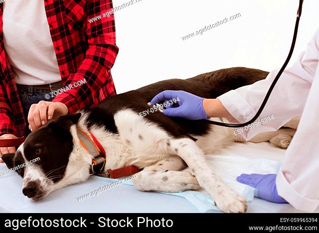 Vet doctor uses stethoscope for patients check up. Veterinarians hand in blue rubber gloves moving on dog that is laying down on table at clinic
