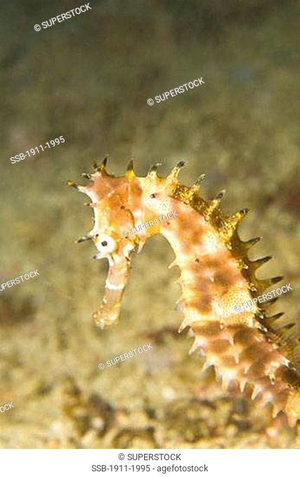 Thorny Seahorse Hippocampus hystrix Underwater Sea Life at Mindoro Island near Puerto Gallera Philippines SE Asia