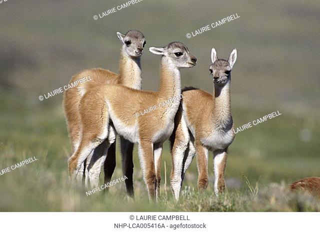 GUANACO group of three young Lama guanicoe Torres del Paine National Park, Chile