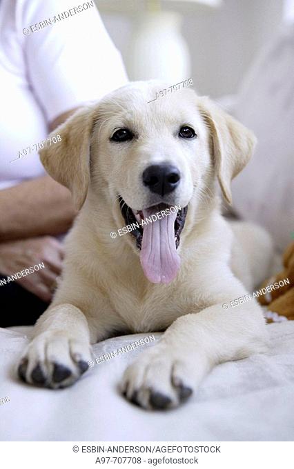 Smiling panting cream colored dog