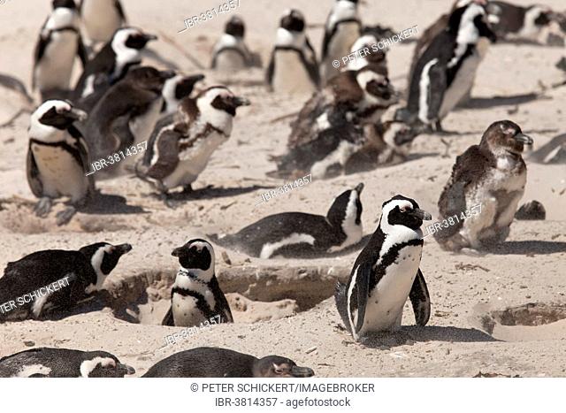 Jackass Penguins or African Penguins (Spheniscus demersus) on the beach, Boulders Beach near Simon's Town, Cape Town, Western Cape, South Africa