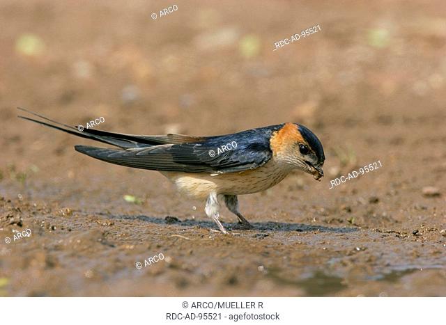 Red-rumped Swallow collecting nesting material, Spain, Hirundo daurica
