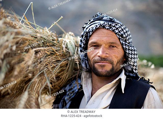 An Afghan man from the Panjshir Valley holds a freshly harvested bundle of wheat, Afghanistan, Asia