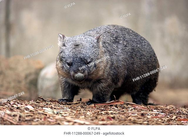 Common Wombat Vombatus ursinus adult, standing, Australia