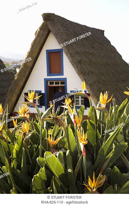 Bird of Paradise flowers bloom in front of a traditional thatched Palheiro A-frame house in the town of Santana, Madeira, Portugal, Europe