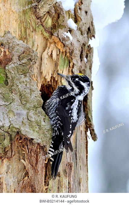 three-toed woodpecker (Picoides tridactylus), Woodpecker male climbing to tree trunk