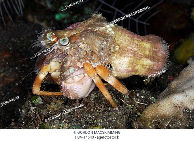 Foraging with others of the same species this common hermit crab Dardanus pedunculatus and its hermit anemones Calliactis polypus were encountered at night time...