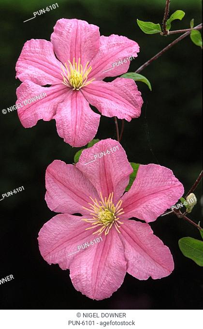 Clematis 'Madam De Bouchard' showing colourful bright pink flowers, growing on a trellis in a garden