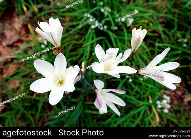 Glöckchen-Lauch (Allium triquetrum) am Furnas-See, Furnas, Sao Miguel, Azoren, Portugal