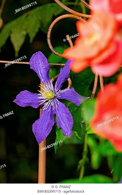 clematis, virgins-bower (Clematis spec.), blooming in a garden with climbing support