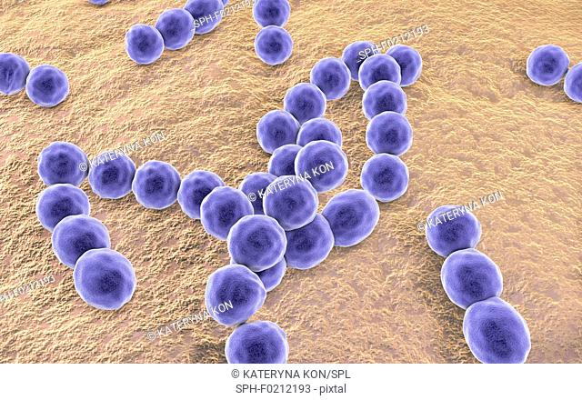Peptostreptococcus bacteria, illustration