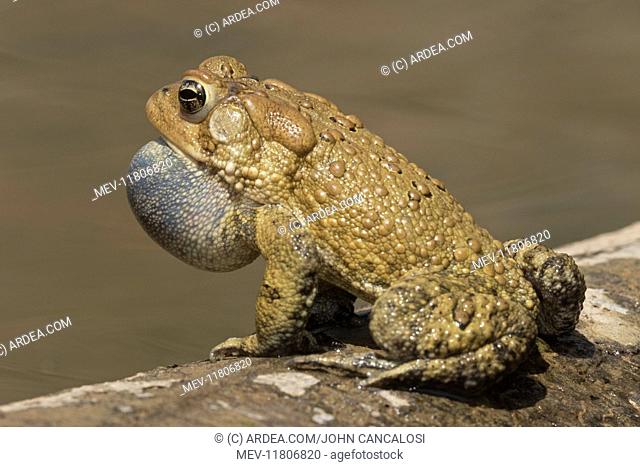 American toad, Anaxyrus americanus, formerly Bufo americanus, male calling to attract females, Maryland