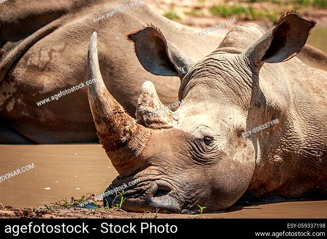 White rhino relaxing in the Kruger National Park, South Africa
