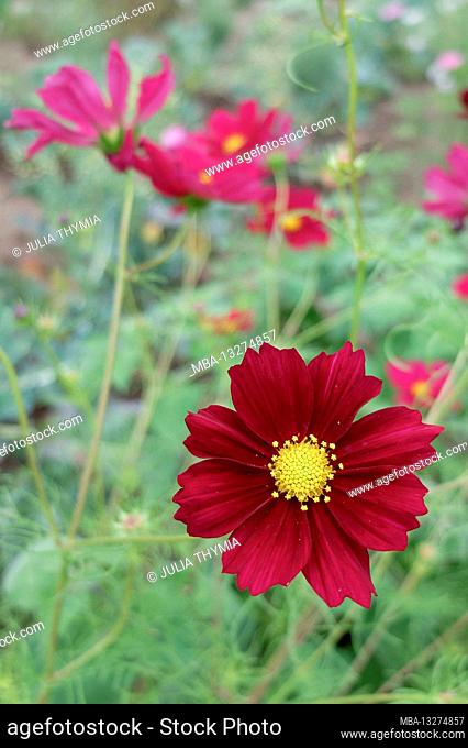 The pinnately leaved decorative basket (Cosmos bipinnatus) with a flower