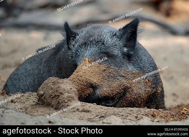 Wild Boar (Sus scrofa). Adult digging. Germany