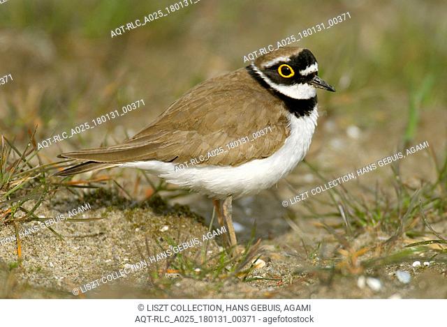 Little Ringed Plover at breeding site, Little Ringed Plover, Charadrius dubius