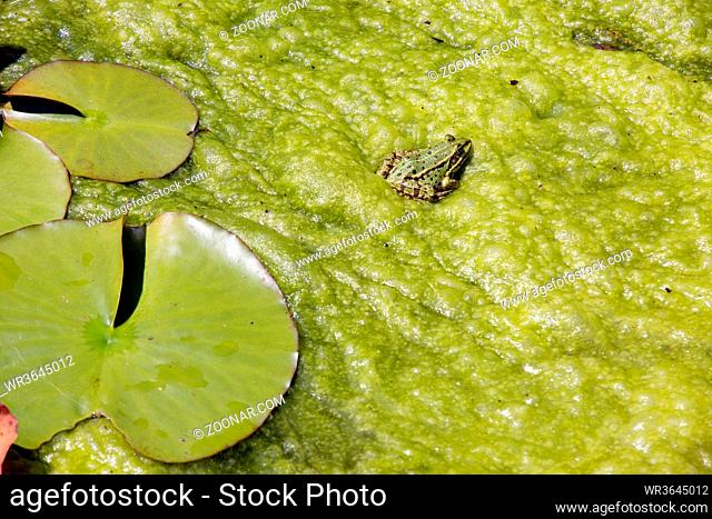 Grüner Teichfrosch, Wasserfrosch (Rana esculenta, Syn. Pelophylax esculentus) sonnt sich auf Algenteppich aus Fadenalgen