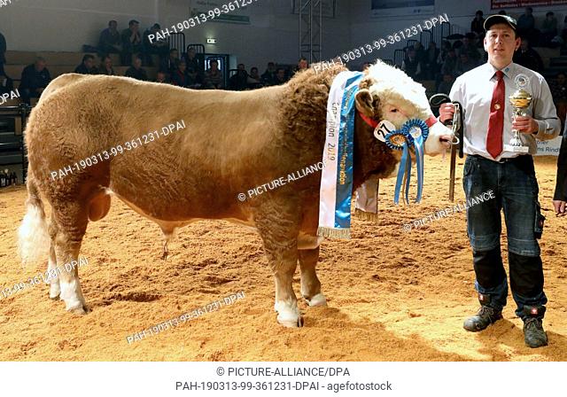 13 March 2019, Mecklenburg-Western Pomerania, Karow: ""T-Trump"" becomes overall champion of all breeds at the breeding bull licensing before the 19th beef bull...
