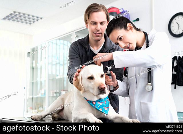 Female veterinarian examining ear of dog with otoscope in vet clinic