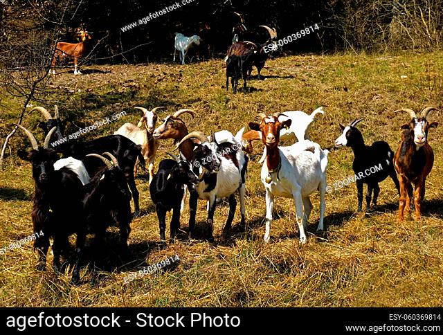 Ziegenherde auf der Schwäbischen Alb, Goats on the swabian alb, Capra aegagrus hircus
