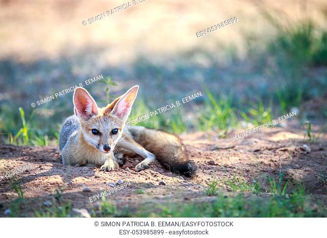 Cape fox laying in the sand in the Kgalagadi Transfrontier Park, South Africa