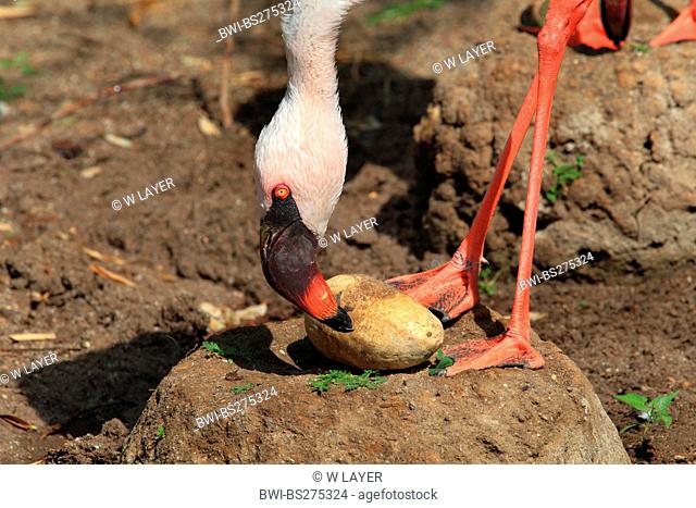 lesser flamingo Phoenicopterus minor, turning an egg in the nest