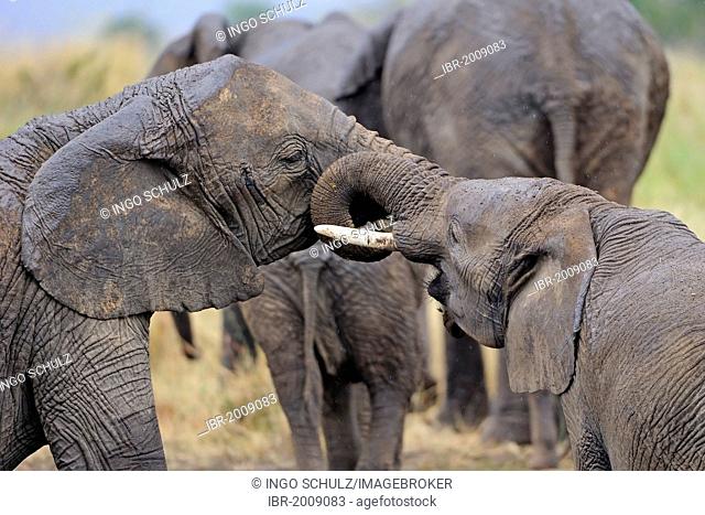 Juvenile African Bush Elephants (Loxodonta africana) testing their strength, Masai Mara, Kenya, East Africa, Africa