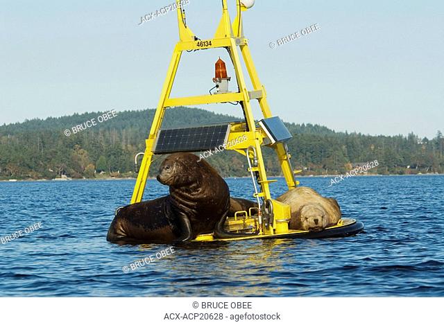 California sea lions Zalophus californianus migrate each winter to Saanich Inlet near Victoria, Vancouver Island, British Columbia, Canada
