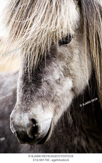 Icelandic horse  South Iceland