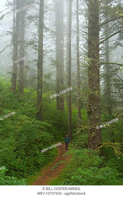 Pine Forest in coastal fog - (Sitka Spruce and Western Hemlock)