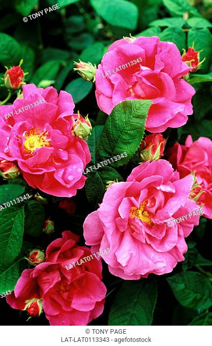 Rosa mundi Rosaceae flowering plant called a shrub rose, and a climbing rose. Bright pink flowers with open petals and a yellow centre with glossy green leaves