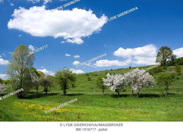 Spring landscape with flowering trees near Kanovice, Zlin district, Czech Republic, Central Europe
