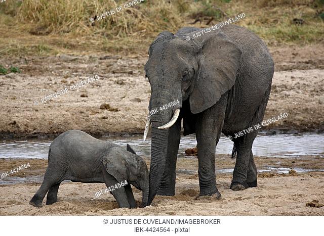 African bush elephants (Loxodonta africana), cow and calf drinking from hole dug in river bed, Tarangire River Tarangire National Park, Tanzania