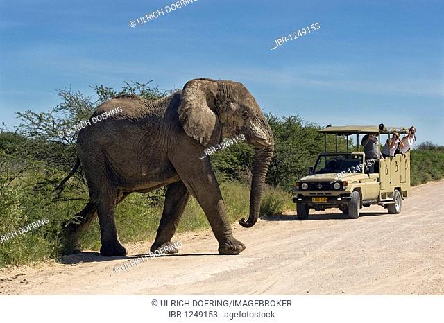 Elephant (Loxodonta africana) crossing the road in front of tourists on a game drive, Etosha National Park, Namibia, Africa
