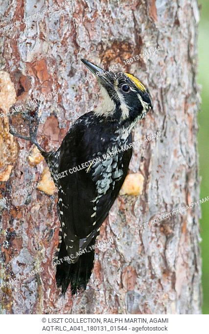 Three-toed Woodpecker, Picoides tridactylus alpinus in Austrian Alps, Picoides tridactylus, Eurasian Three-toed Woodpecker