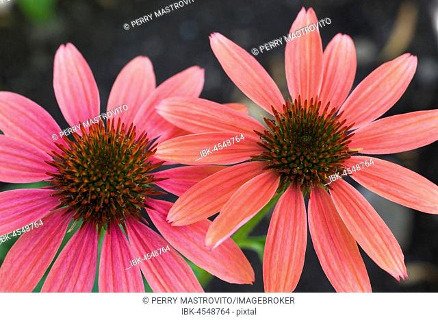 Purple and pink Echinacea, Coneflowers in summer, Montreal, Quebec, Canada