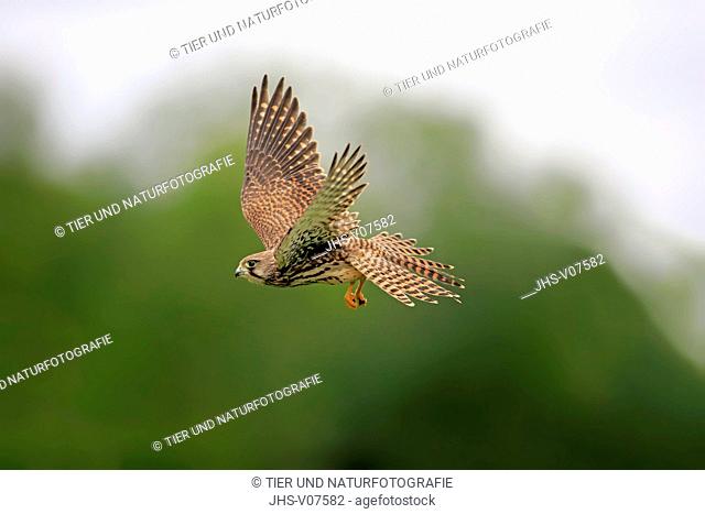 Krestrel, Rock Krestel, (Falco tinnunculus), subadult female flying, Eifel, Germany, Europe