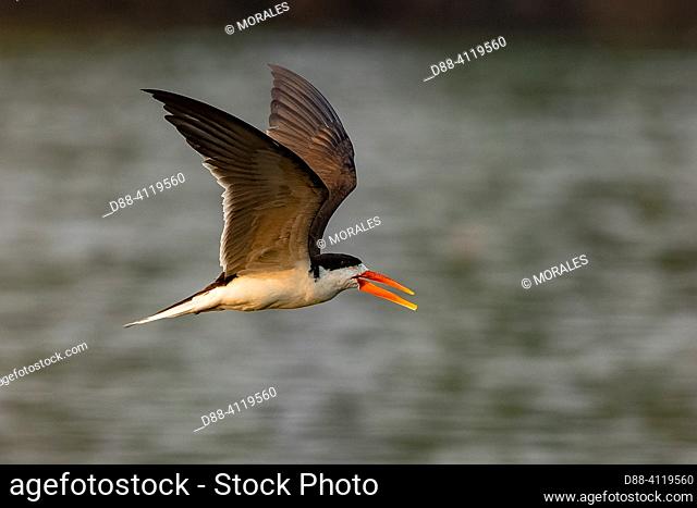 Africa, Zambia, Kafue natioinal Park, African skimmer (Rynchops flavirostris), flying