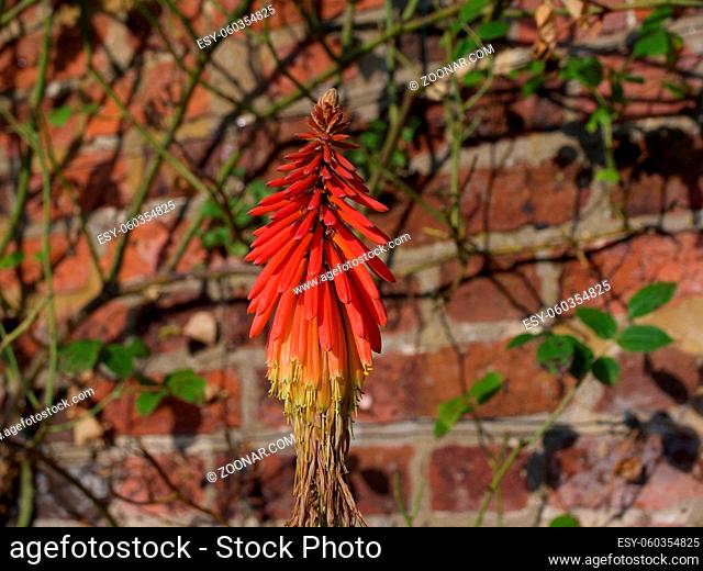 Kniphofia growing in garden against wall